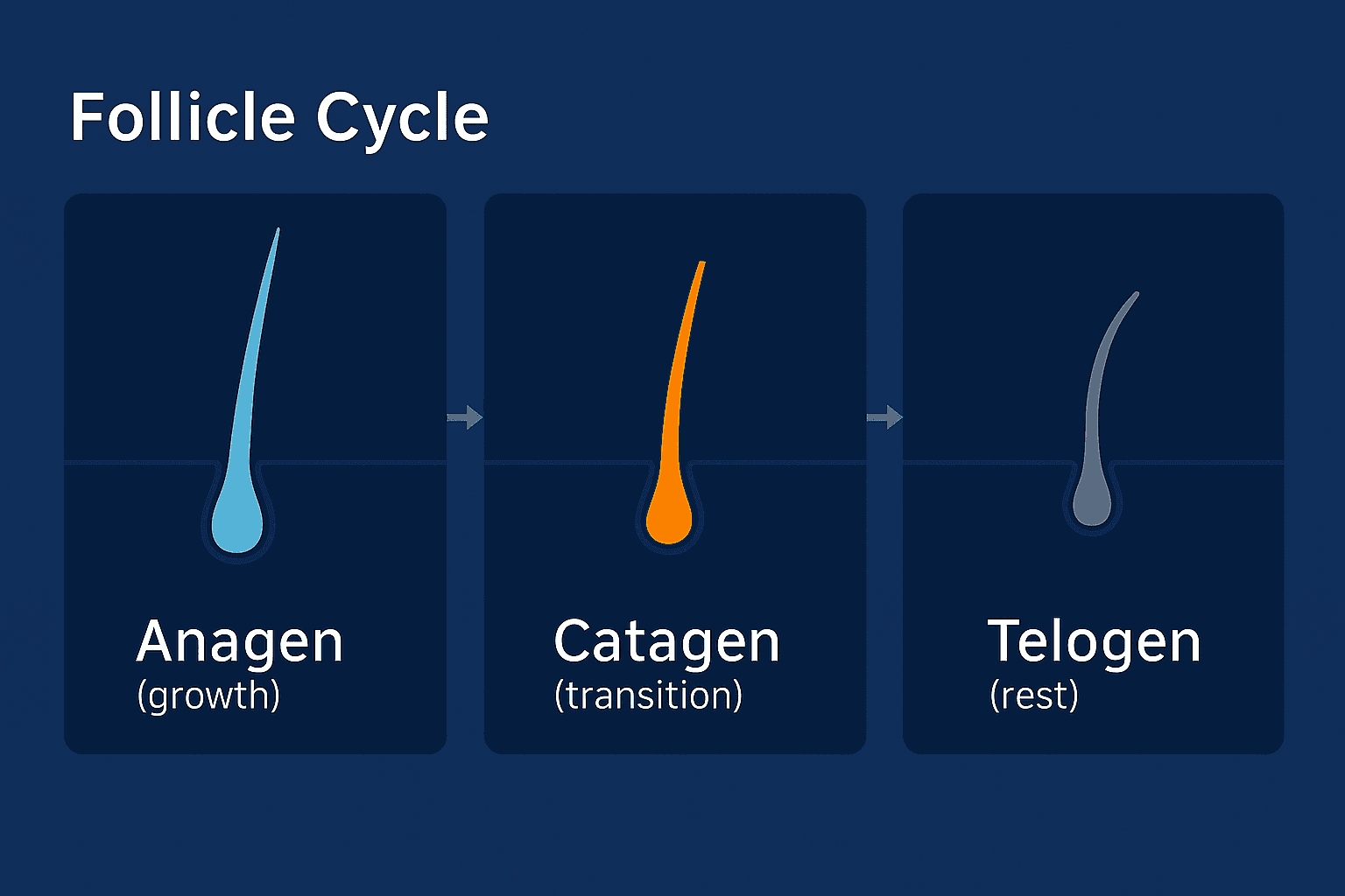 Illustration of the hair follicle cycle with three stages: Anagen (growth), Catagen (transition), and Telogen (rest), showing the natural progression of hair growth.