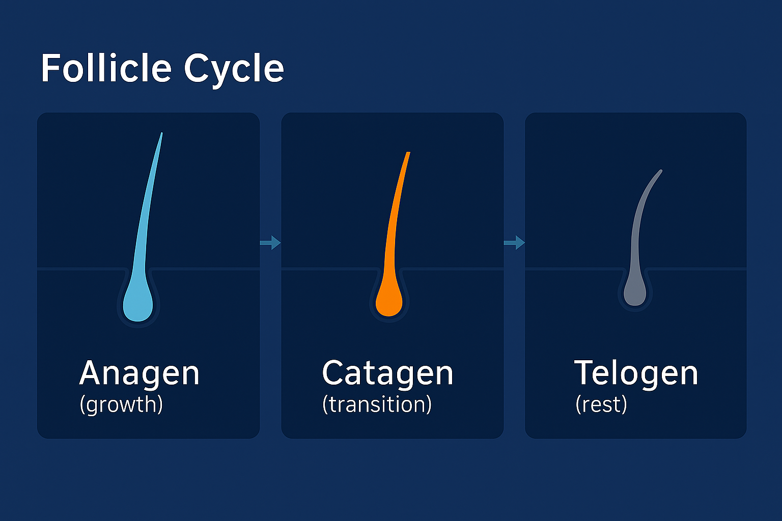 Illustration of the hair follicle cycle with three stages: Anagen (growth), Catagen (transition), and Telogen (rest), showing the natural progression of hair growth.
